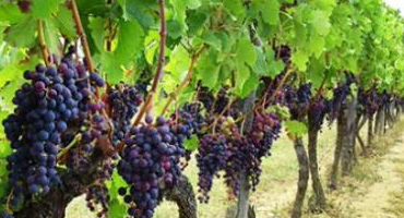 Vineyards Image